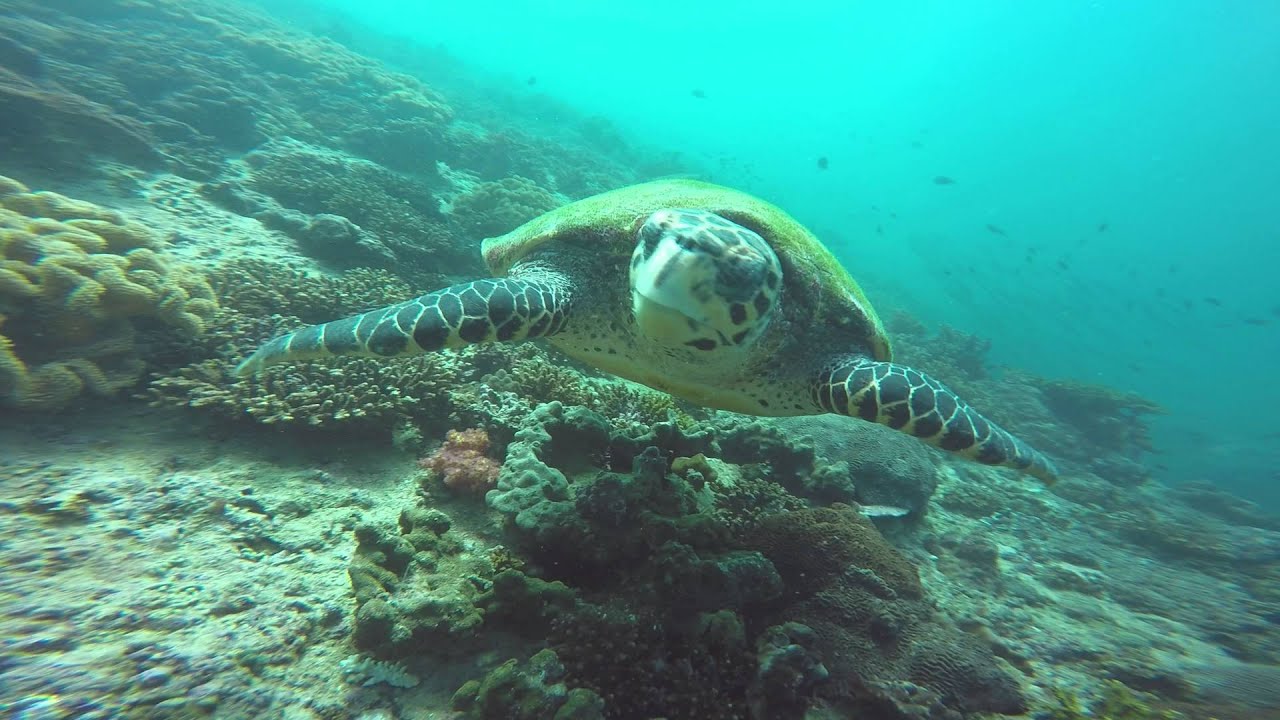 Try Snorkeling in Oman!